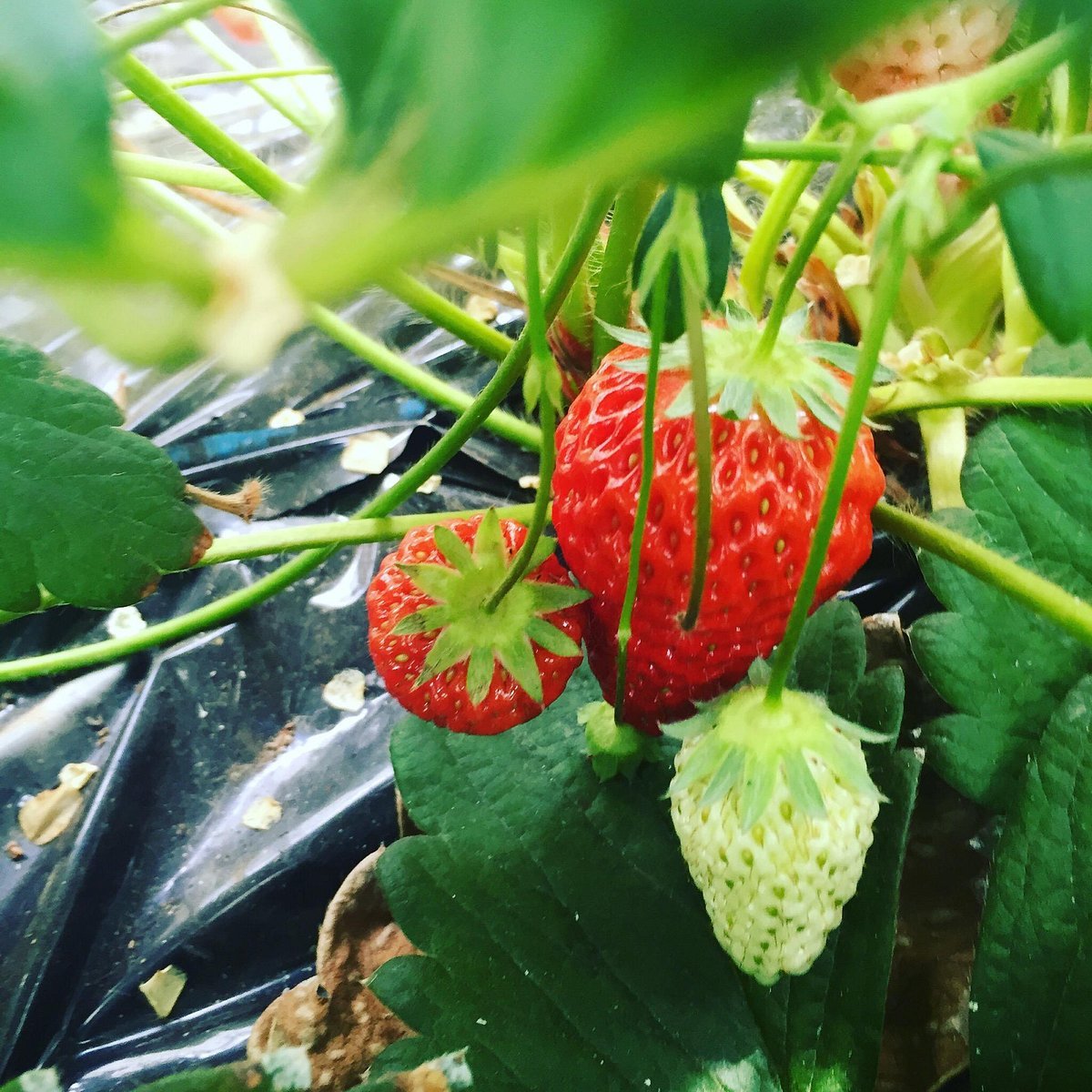 🍓 딸기 하우스 카야마 농원 (이치고 하우스 카야마 노엔) 이미지 1